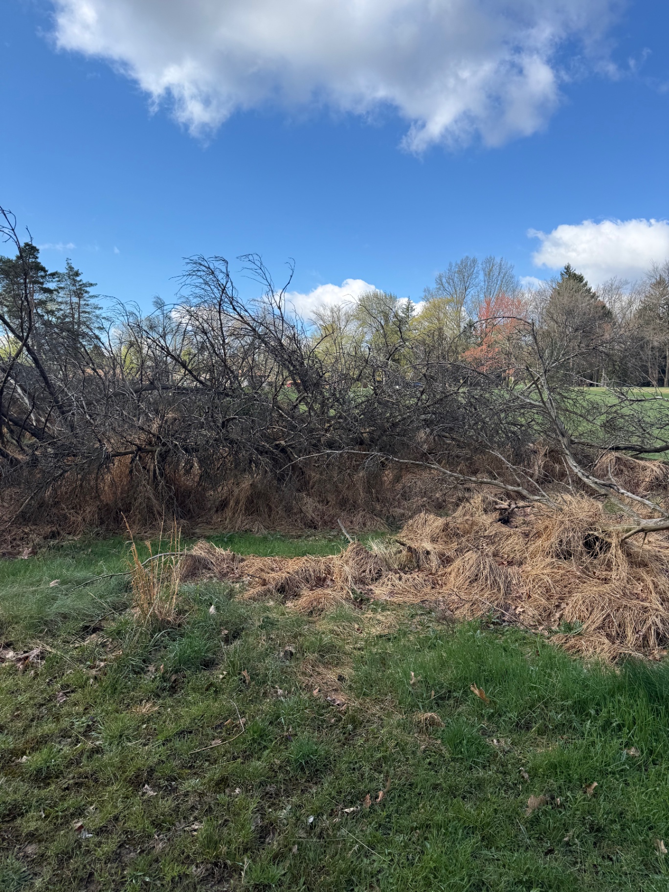 Fallen branches and brush pile awaiting storm cleanup and brush hauling in Northeast Ohio